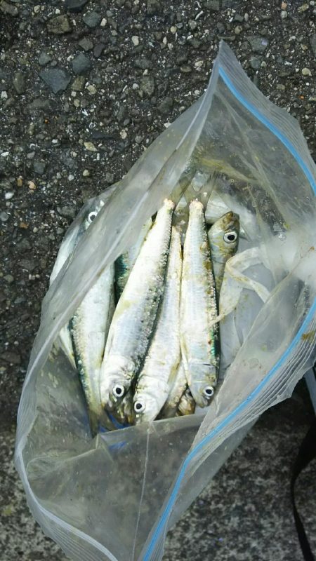 北公園でサビキ釣り イワシ