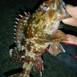 メバル釣れず･･･