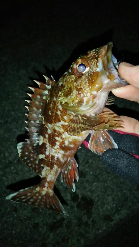 メバル釣れず･･･