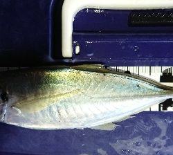 またまた1センチ足りない