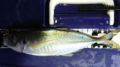 またまた1センチ足りない