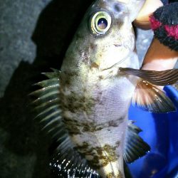 バーチカルコンタクトメバリング