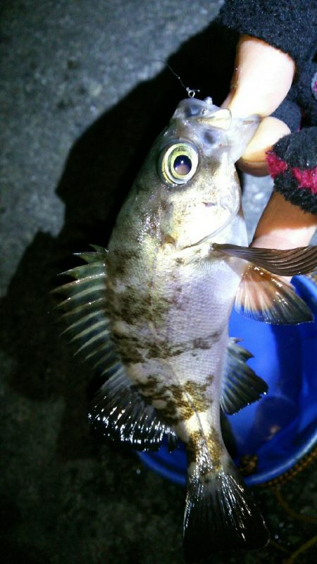 バーチカルコンタクトメバリング