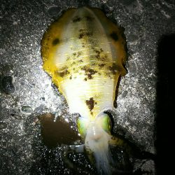 初イカ釣れました。
