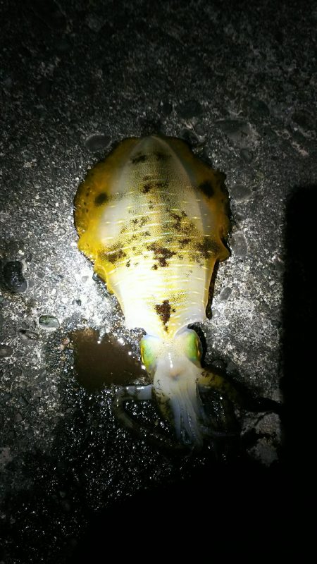 初イカ釣れました。