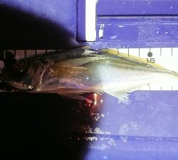 アジングだめだなあ