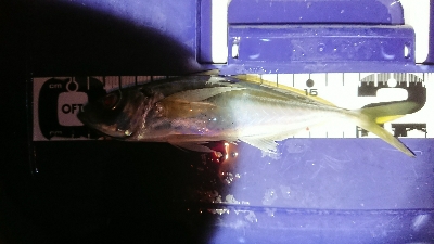 アジングだめだなあ