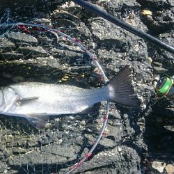 大月町西泊山岡渡船釣果