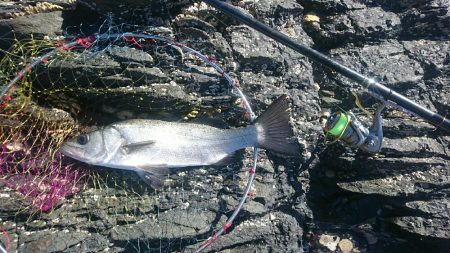 大月町西泊山岡渡船釣果