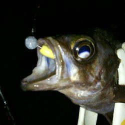 洲本から北上しながらランガン