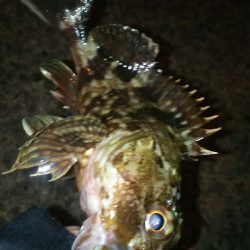 ナイフフィッシング