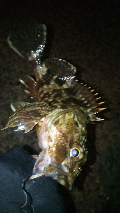 ナイフフィッシング