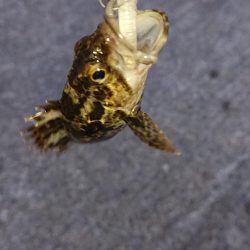 アジフライ食べたい