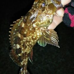 明石メバリング