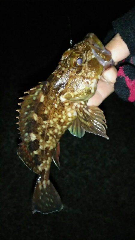 明石メバリング