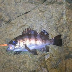 短時間アジング