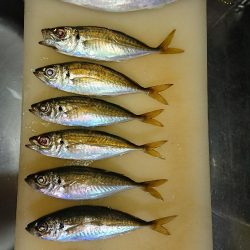 まだまだアジング