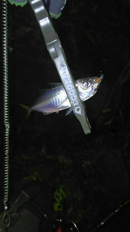 メバル狙いやったのですが