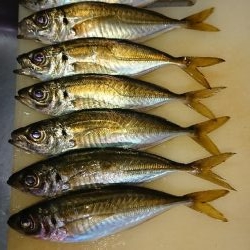 またまたアジング