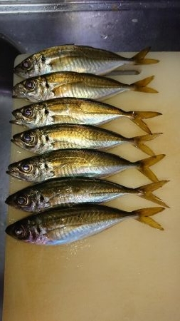 またまたアジング