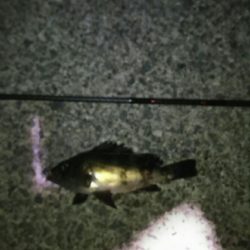 釣り納め淡路島