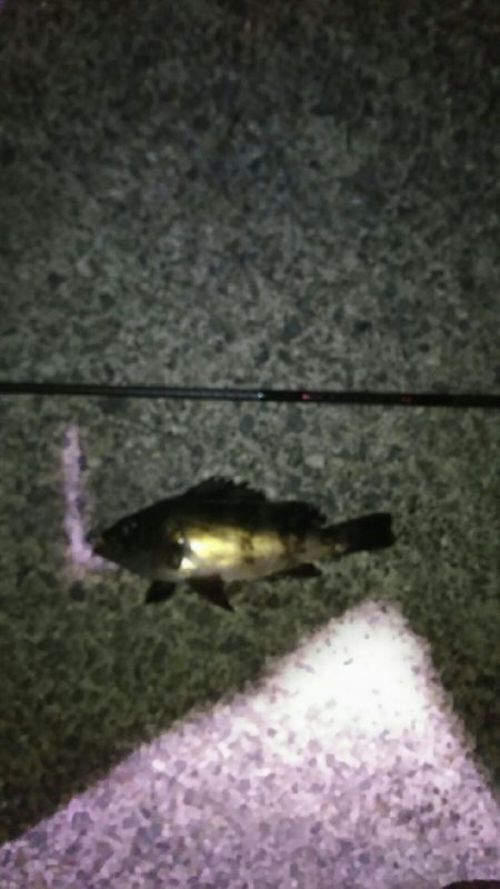 釣り納め淡路島