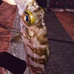 アジングからメバリングへ