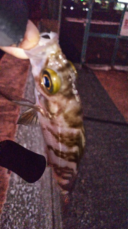 アジングからメバリングへ