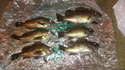 どんな感じかな～(´∇｀)