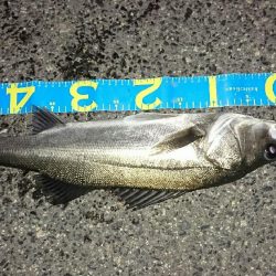 釣り納めシーバス