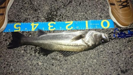 釣り納めシーバス