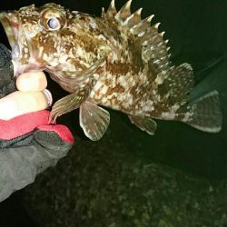 ガシリングからのメバリング