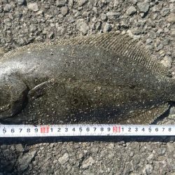 ショアジギング サーフヒラメ