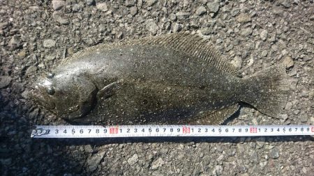 ショアジギング サーフヒラメ