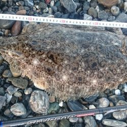 仁淀川河口サーフ ヒラメ