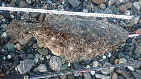 仁淀川河口サーフ ヒラメ