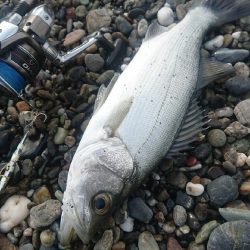 ヒラスズキ 釣り納め