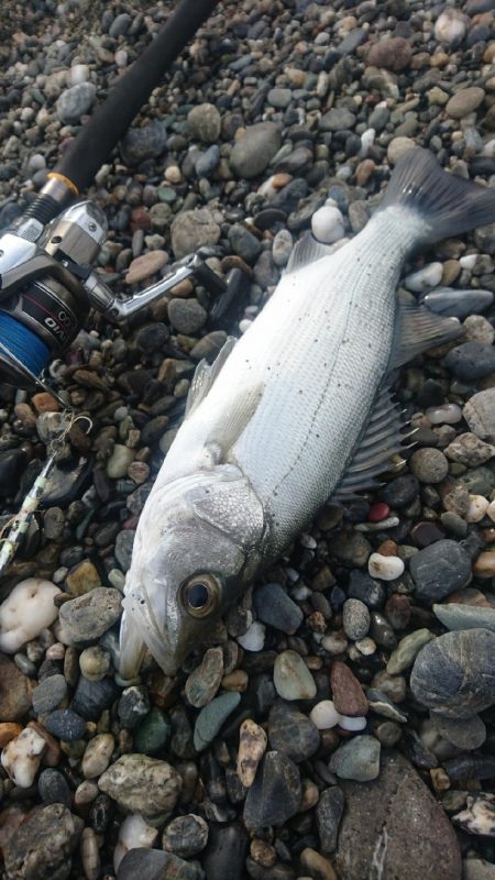 ヒラスズキ 釣り納め