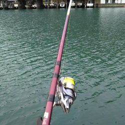 まだアジいてた！