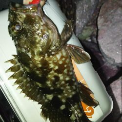 アジどこら~(>_<)