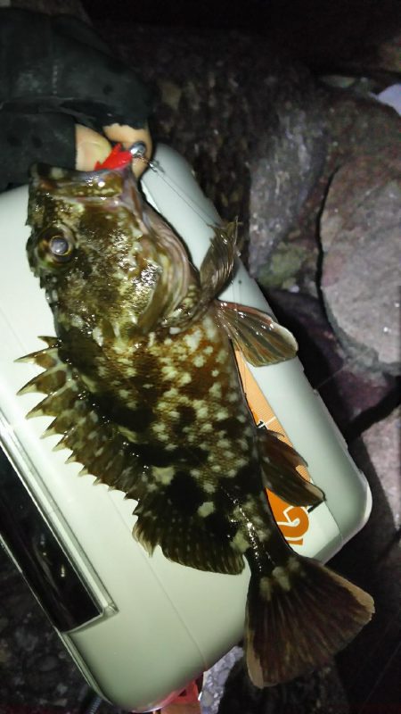 アジどこら~(>_<)