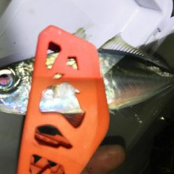 今日もツいてる~