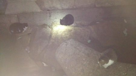 今日はツいてませんか？