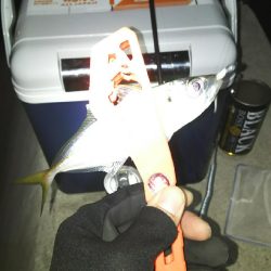 釣り納めしたはずが