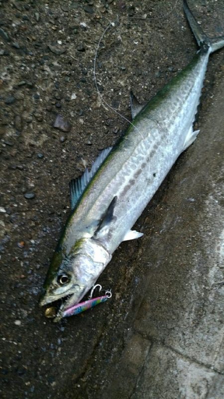 何とか坊主は逃れた