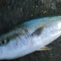 タチウオ狙いでまさかの