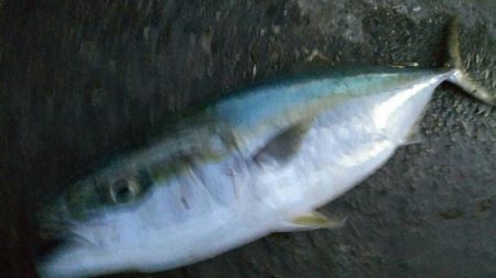 タチウオ狙いでまさかの