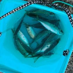 朝マズメの一時、アジの入れ食い♪&サゴシ