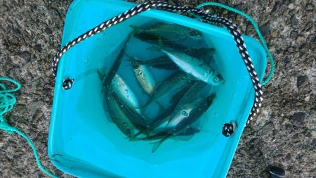 朝マズメの一時、アジの入れ食い♪&サゴシ