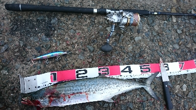 表層でサゴシ♪